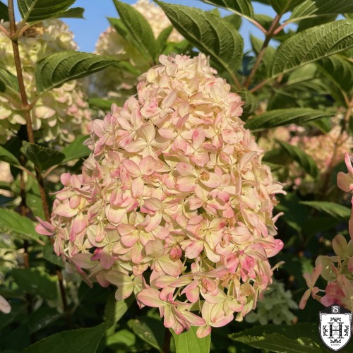 Hydrangea paniculata 'Cotton Cream' - Aedhortensia 'Cotton Cream' C2/2L